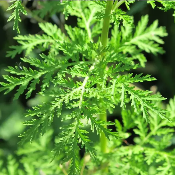 Artemisia Armoise Annuelle